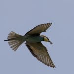 MEROPS APIASTER