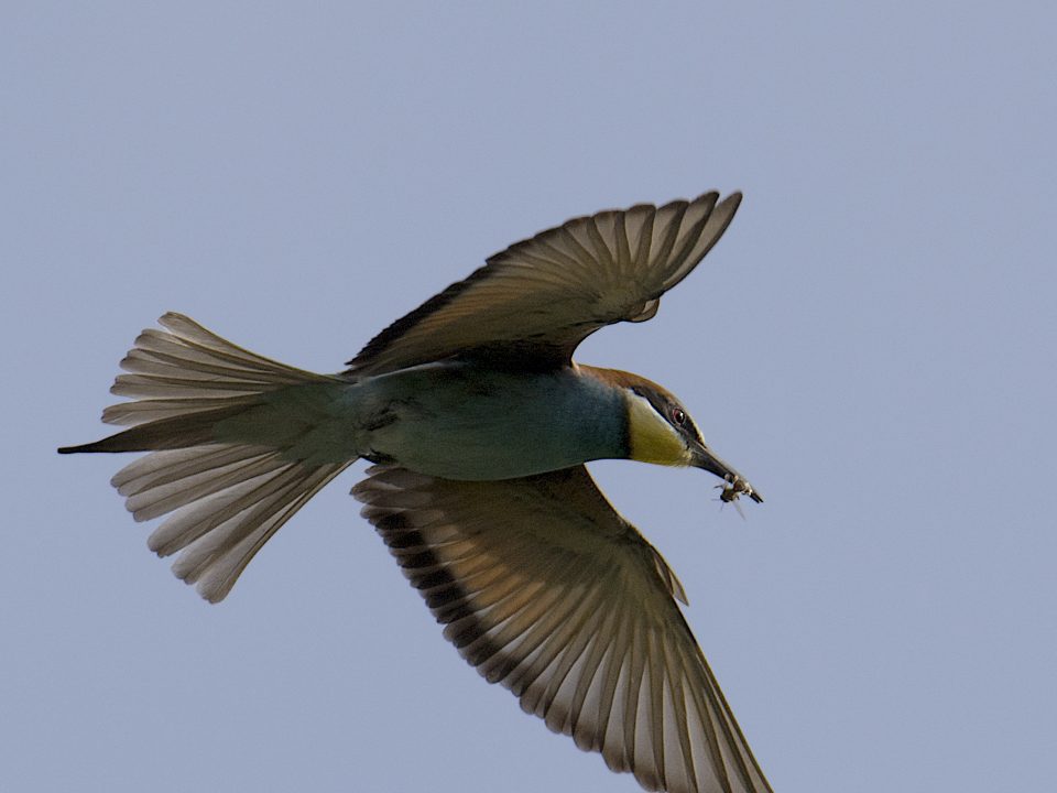 MEROPS APIASTER