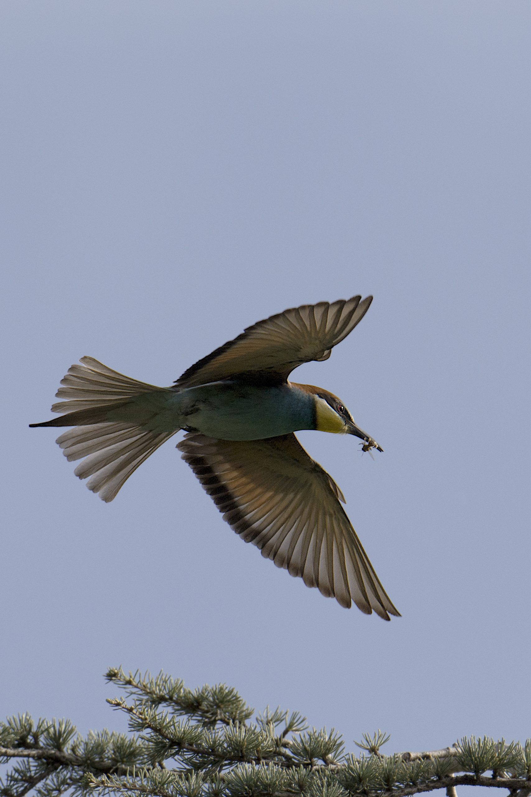 MEROPS APIASTER