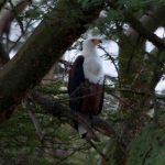 HALIAETUS VOCIFER