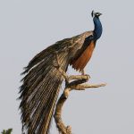 PAVO CRISTATUS
