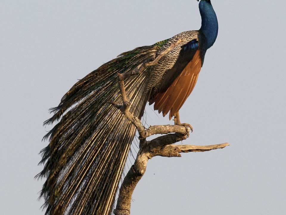 PAVO CRISTATUS