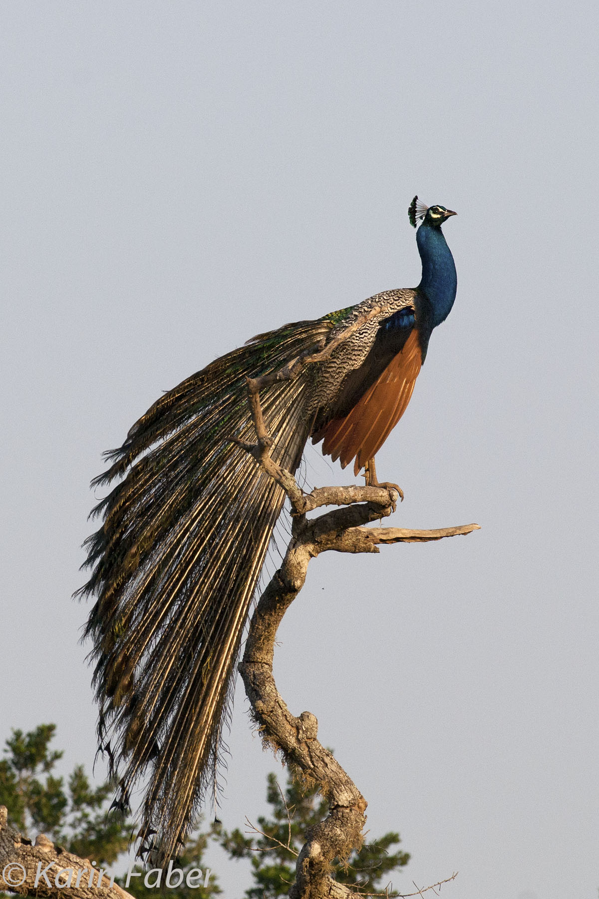 PAVO CRISTATUS