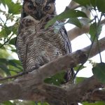 BUBO VIRGINIANUS