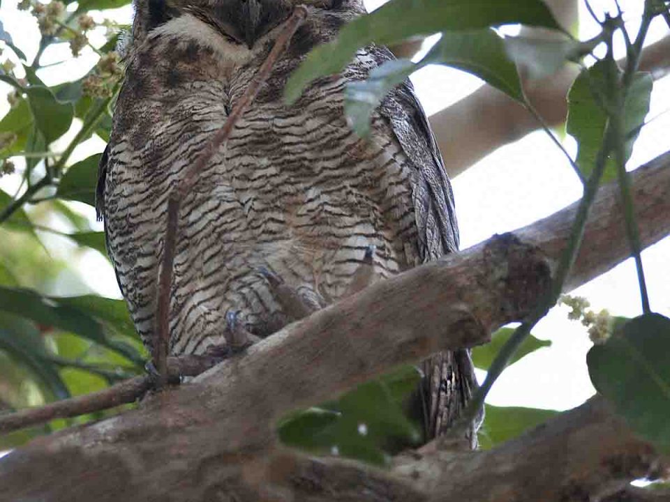BUBO VIRGINIANUS