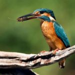 ALCEDO ATTHIS - en Cáceres