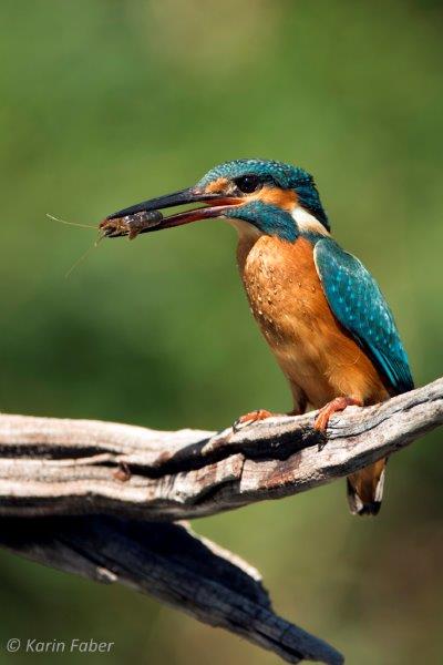 ALCEDO ATTHIS - en Cáceres