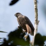 ACCIPITER GRUNDLACHI