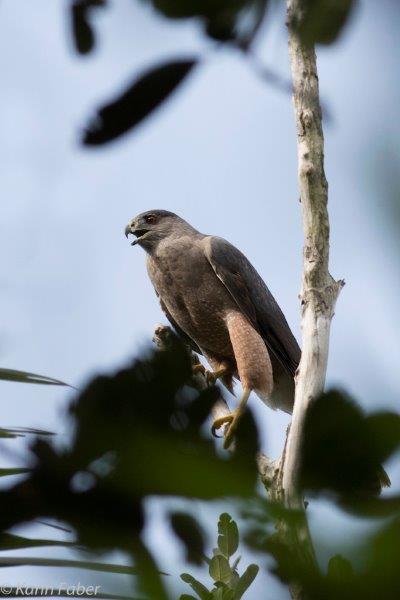 ACCIPITER GRUNDLACHI