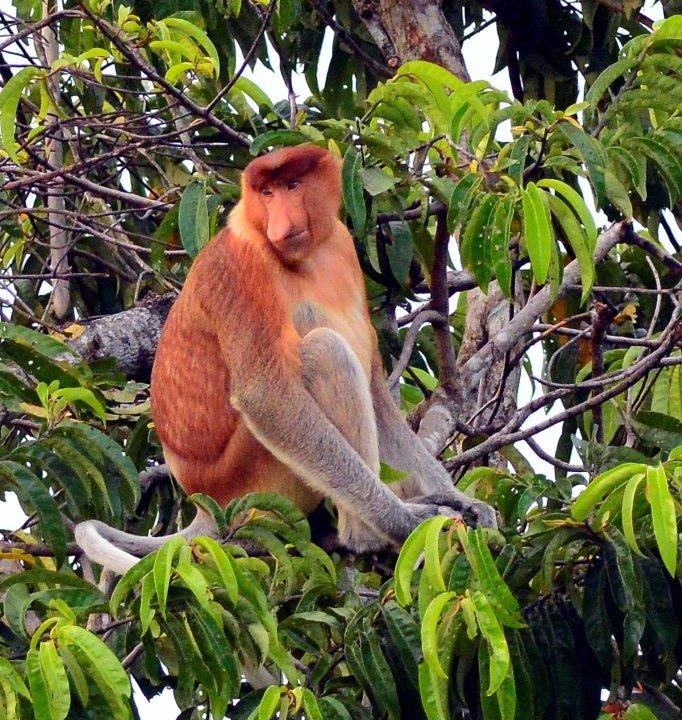 NASALIS NARVATUS