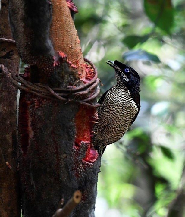 Parotia sefilata