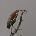 Tigrisoma lineatum