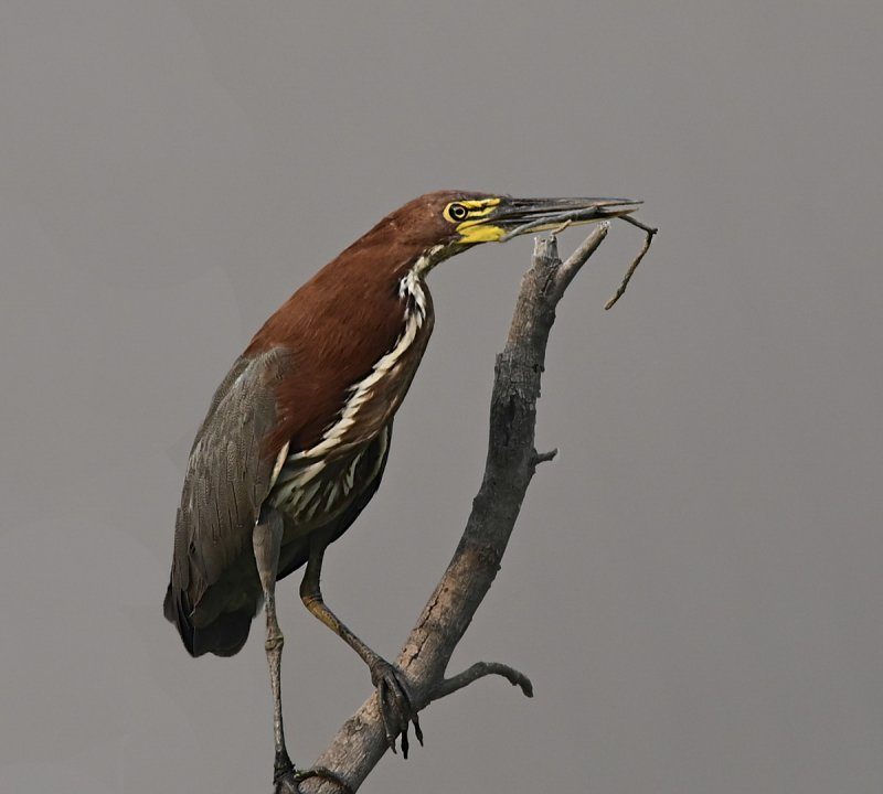 Tigrisoma lineatum